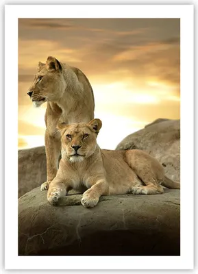 Produktbild von Poster - Poster ohne Rahmen - Löwen Sonnenuntergang Felsen Krallen - 50x70 cm - Wand Bild - Wanddeko - Wandbilder - Kunstposter - Wandposter - Bilder - Kunstdruck - Wandbild - P2XPA50x70-2958