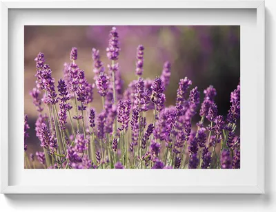 Produktbild von Lavendelblumenwiese– Wandbild mit Rahmen – Gerahmtes Bild  – Wanddekoration – 70x50 cm –  Schwarz Rahmen