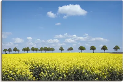 Produktbild von ARTland Leinwandbild Rapsfeld und Bäume Größe: 90x60 cm