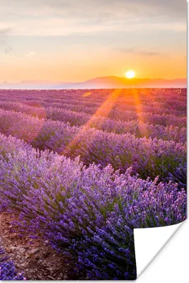 Produktbild von MuchoWow® Poster Lavendel - Sonnenuntergang - Blumen - Lila 20x30 cm - Papierdruck