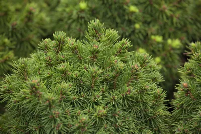 Produktbild von Kugelfichte Alberta Globe, im Topf - Picea glauca, immergrün