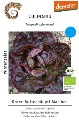 Artikelbild 1 von 'BIO Wintersalat Roter Butterhäuptl Maribor' aus der Kategorie Salatsamen