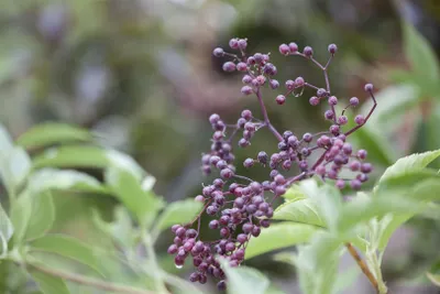 A close-up of a cluster of small purple berries on a plant stem, surrounded by green leaves.