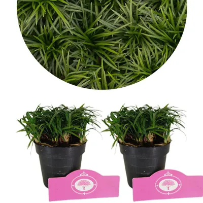 A collage showing a close-up of green grass-like plants and two potted plants.