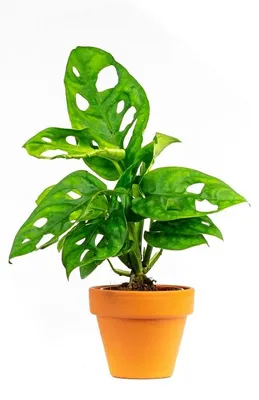Obrázek produktu pro Gardners Monstera adansonii Monkey Mask, průměr 6 cm