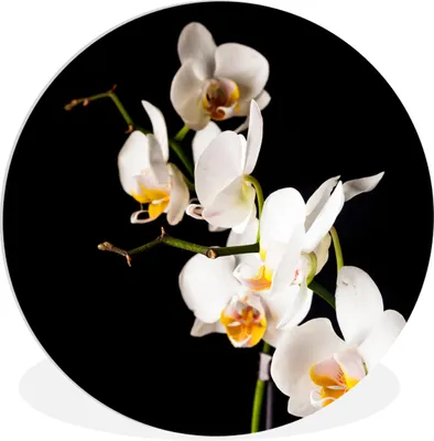 Produktbild von MuchoWow® Rundes Wandbild - Runde Bilder Orchidee - Blumen - Pflanzen - Botanisch Ø 90 cm Kreis Wanddekoration Kunststoff - Wandkreis - Wandschmuck - Wand-Kreis - Wohnzimmer - Bild - Runde - Wanddeko - Dibond - Kunstdrucke