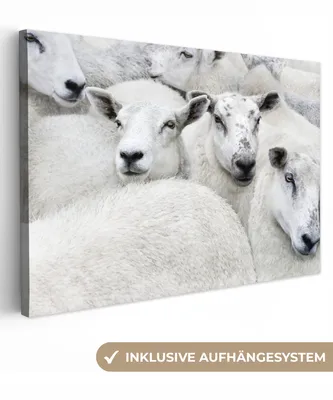 Produktbild von OneMillionCanvasses® - Leinwandbilder - 140x90 cm, Schafe - Tiere - Bauernhof, Wandbilder Kunstdruck Wanddekoration