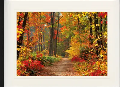 Produktbild von Forests Framed Picture With Elegant Passepartout | Wall Pictures | In Picture Frame - Magical Autumn Colours (60 x 80 cm)