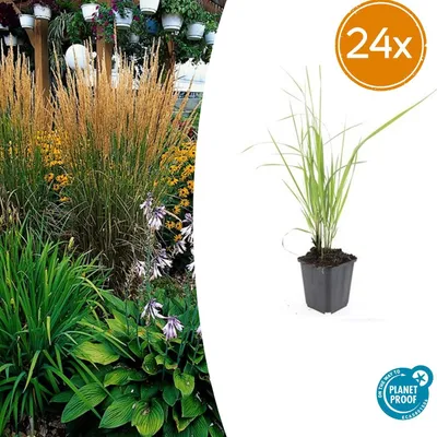 Immagine prodotto di Calamagrostis acut. 'Karl Foerster' | 24 pezzi - 10-25cm - Ø9cm - Pianta da giardino