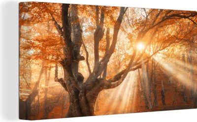 Produktbild von MuchoWow® - Leinwandbilder - Baum - Natur - Herbst, Wandbild, Wanddeko Bilder Wohnzimmer, 40x20 cm
