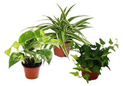 Produktbild von Rankpflanzen Set fürs Zimmer mit 3 Pflanzen - 9cm