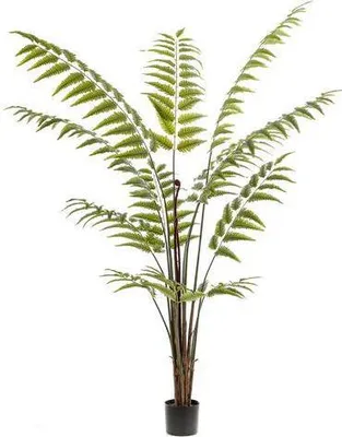Immagine prodotto di Pianta artificiale Rumohra Adiantiformis Ø180cm - pianta verde artificiale per