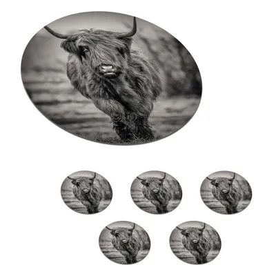 Produktbild von KitchenYeah® Glasuntersetzer Rund 6er Set Schottisches Hochlandrind - Porträt - Schwarz und Weiß 10x10 cm Untersetzer für Gläser - Getränkeuntersetzer - Tischplattenschutz - Tischuntersetzer für Tass