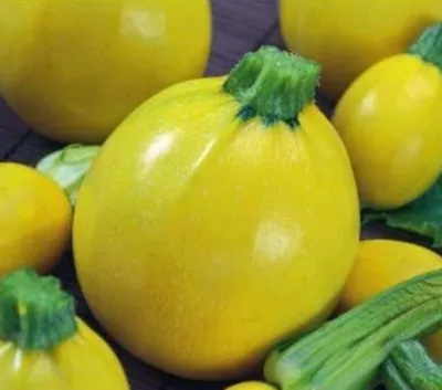 Produktbild von Zucchini One Ball Züchtersaat 10 Korn Samen
