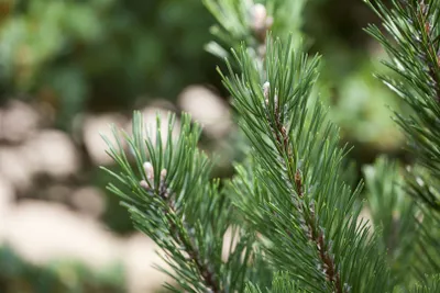 Produktbild von Pinus mugo 'Gnom', Bergkiefer, kompakt, 25–30 cm
