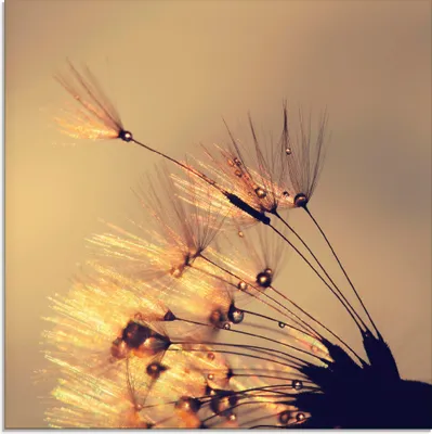 Produktbild von ARTland Glasbild Pusteblume Goldene Schirmchen Größe: 30x30 cm