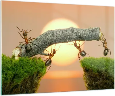 Produktbild von Bilder auf glas - Tiere Ameisen Brücke Natur - 100x70cm - Glasbilder - Wandbilder - Kunstdruck - zum Aufhängen bereit - Wanddekoration aus Glas - Glas Bilder - Wandbild auf Glas - GAA100x70-2104