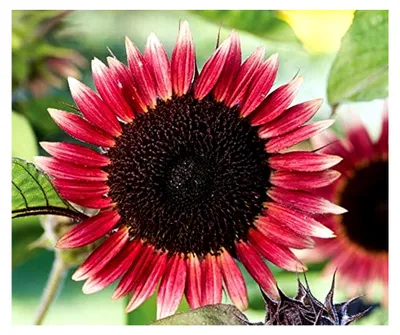 Produktbild von Sonnenblume Helianthus annuus Ms. Mars, verzweigt, 60 cm hoch, intensives Farbspiel, Portion