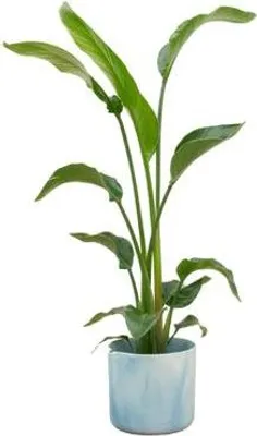 Produktbild von Strelitzia Nicolai – Baum – Strelitzie – Zimmerpflanze – ca. 120cm hoch – Ø22cm – inkl. Übertopf – Exotische Pflanze für Wohnzimmer & Büro