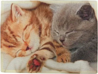 Produktbild von Tischset - Platzmatte - Katzen Katzenkinder - 2 teilig Kätzchen