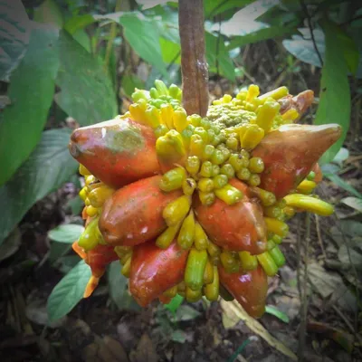 Produktbild von Tampang susu (Prainea limpato) - 1 gekeimter Samen