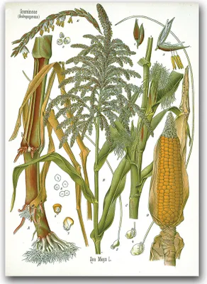 Produktbild von Poster - Canvas - Leinwand - 59,4 cm x 84,1 cm - Fotoposter - Leinwandkunst - Botanical Poaceae