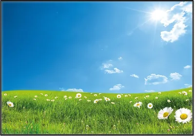 Produktbild von Wallario Wandbild Sommerwiese - Weiße Gänseblümchen vor blauem Himmel, Größe: 70,30 x 100,30 cm, Poster mit schwarzem Aluminiumrahmen