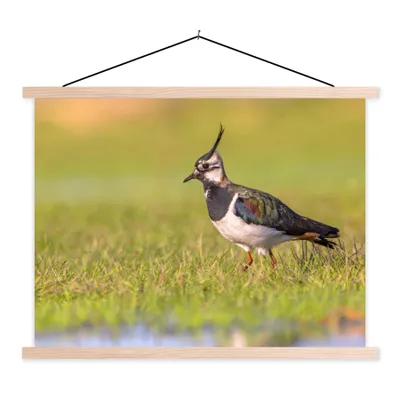 Produktbild von MuchoWow® Textilposter Vogel - Gras - Natur - Tiere - Kiebitz 120x90 cm mit holzfarbenen Rahmen - Magnetisch