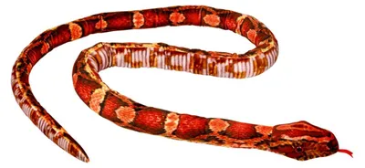 Produktbild von Nature Zoom - Kornnatter
