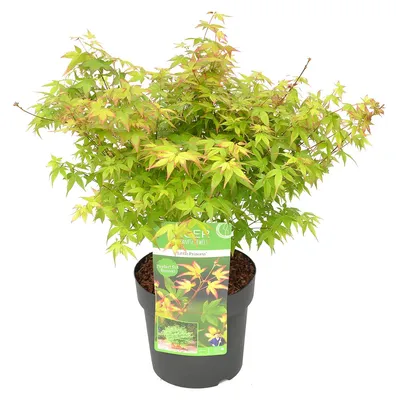 Immagine prodotto di Acer Palmatum "Little Princess", acero giapponese, altezza 50-70 cm, vaso da 19 cm