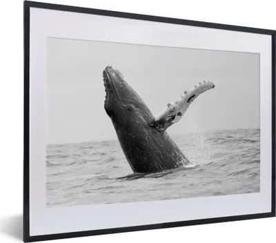 Produktbild von MuchoWow® MuchoWow® Gerahmtes Poster Buckelwal im Meer bei Costa Rica in schwarz-weiß 40x30 cm - Poster mit zchwarzem Bilderrahmen - Bilderrahmen - Poster im Rahmen