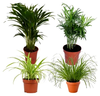 Produktbild von Pflanze Plus | 4er Pflanzenset „Katzenliebhaber“ | Ø 30–45 cm | Katzengras, Bergpalme, Goldfruchtpalme, Grünlilie | Pflegeleichte Zimmerpflanzen für Wohnung und Büro