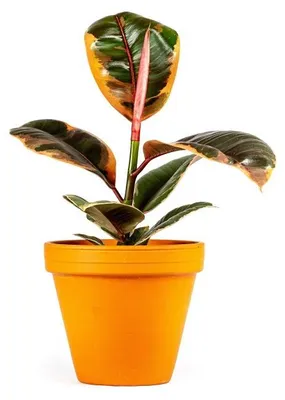 Obrázok produktu pre Gardners Ficus elastica Belize, priemer 17 cm