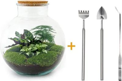 Zdjęcie produktu dla Terrarium DIY - Bolder Bob - ↕ 30 cm
