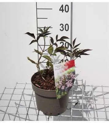 Produktbild von Sambucus nigra 'Black Beauty'® ( 'gerda'®) - Schwarze Holunderbeere 30- 40 cm - Container