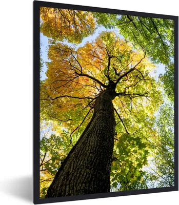 Produktbild von MuchoWow® Gerahmtes Poster Baum - Natur - Wald 60x80 cm - Poster mit Schwarzem Bilderrahmen Wandposter Rahmen Foto Bilder - Premium - Wanddeko Wohnzimmer