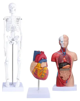 Menschlicher Torso & Skelett Modellbausatz, 26 cm + 45 cm, PVC