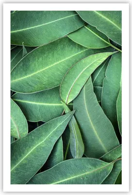 Produktbild von Poster - Poster ohne Rahmen - Blätter Eukalyptus Natur - 61x91,5 cm - Wand Bild - Wanddeko - Wandbilder - Kunstposter - Wandposter - Bilder - Kunstdruck - Wanddekoration - Wandbild - P2XPA61x91-4933