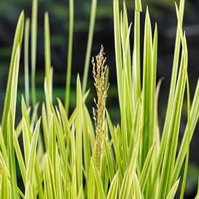 Zdjęcie produktu dla 6 x Glyceria max 'Variegata' - Słodka trawa pstrokata - doniczka 9 x 9 cm