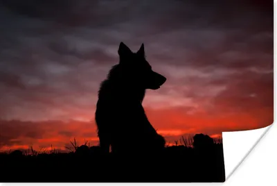Produktbild von MuchoWow® Poster Wolf - Raubtier - Sonnenuntergang 60x40 cm - Schlafzimmerdekoration