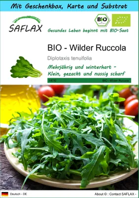 Produktbild von SAFLAX Geschenk Set - BIO - Wilder Ruccola - Diplotaxis tenuifolia - 1500 Samen - Mit Geschenkbox, Versandaufkleber, Geschenkkarte und Anzuchtsubstrat