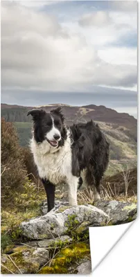 Produktbild von MuchoWow® Poster Ein Border Collie steht auf dem Gipfel des Berges 80x160 cm - Kinderzimmer