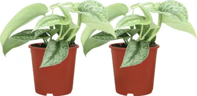 Produktbild von Trendyplants - 2x Scindapsus Pictus Trebie - Epipremnum - Zimmerpflanzen - Höhe 10-30 cm - Topfgröße Ø12cm