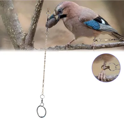 Productafbeelding van RVS-halsband voor huisdieren, papegaaien, voetketting, training (Agapornis)