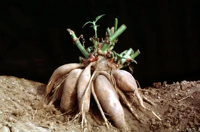 Produktbild von Set mit 4x Smallanthus sonchifolius 'Yacon' Apfelwurzel/Erdapfel, 9-cm-Topf