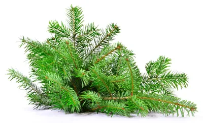 Produktbild von frisches Tannengrün Nordmanntanne Schnittgrün echte Tannenzweige Handbund Advent, Tannengrün:1.00 kg
