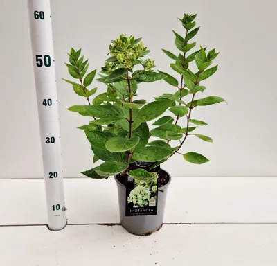Zdjęcie produktu dla Hydrangea pan. ‘Bombshell’ PBR – hortensja | 25–30 cm w doniczce