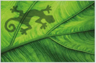 Produktbild von Wallario Wandbild Gecko Schatten auf grünem Blatt - Umriss, Größe: 61 x 91,50 cm, Poster mit weißem Aluminiumrahmen