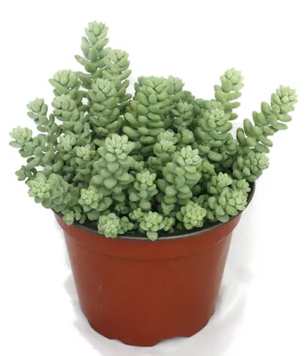Produktbild von Sedum Morganianum Burritum – Affenschaukel – 12-cm-Topf