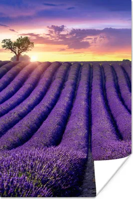 Produktbild von MuchoWow® Poster Lavendel - Hügel - Sonnenuntergang - Bpmen - Lila 40x60 cm - Plakate für die Wand - Poster Babyzimmer